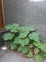 Paulownia tomentosa