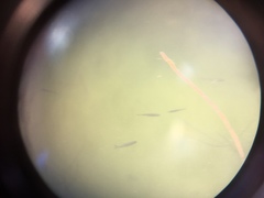 Siphateles bicolor 9
