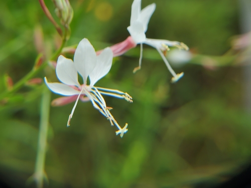 Image of Oenothera filiformis by (c) Samuel A Schmid, PhD, PWS, some rights reserved (CC BY)