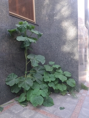 Paulownia tomentosa