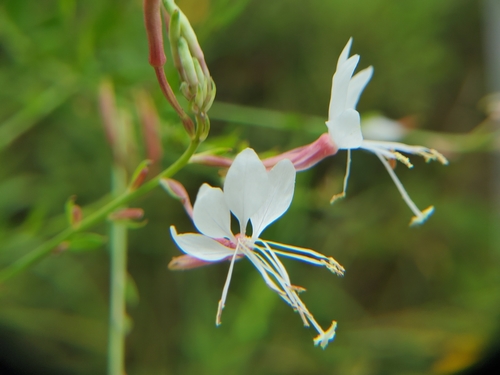 Image of Oenothera filiformis by (c) Samuel A Schmid, PhD, PWS, some rights reserved (CC BY)