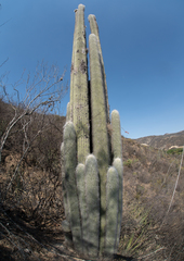 Cephalocereus senilis