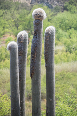 Cephalocereus senilis
