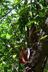 Trichocentrum andreanum