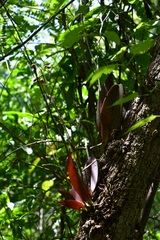 Trichocentrum andreanum