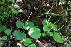 Peperomia lanceolatopeltata
