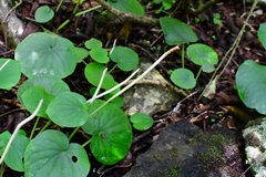 Peperomia lanceolatopeltata