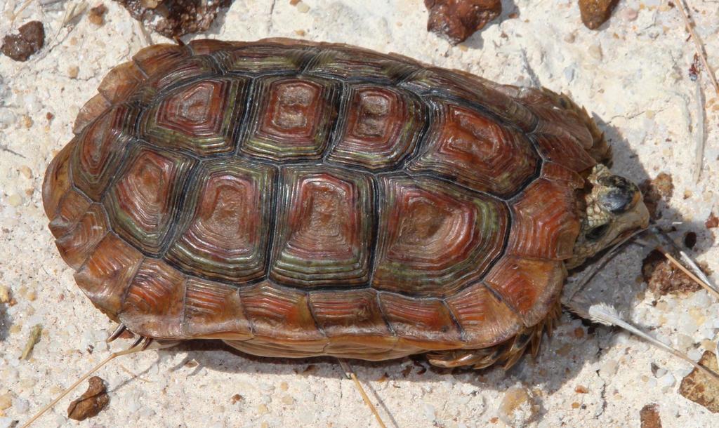 Cape Tortoises