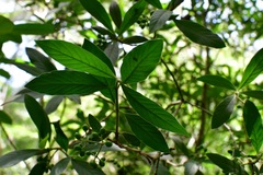 Psychotria erythrocarpa