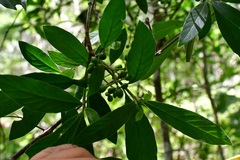 Psychotria erythrocarpa