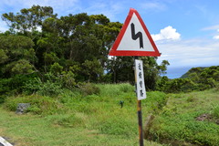 Chrysochroa fulgidissima