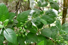 Psychotria erythrocarpa