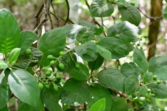 Psychotria erythrocarpa