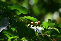 Casearia aculeata
