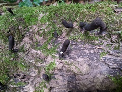 Xylaria polymorpha