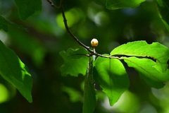 Casearia aculeata