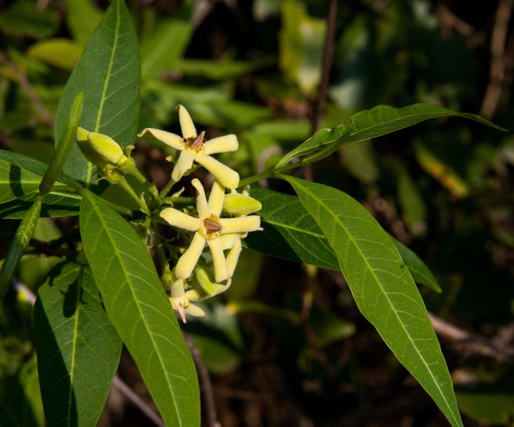 Wrightieae