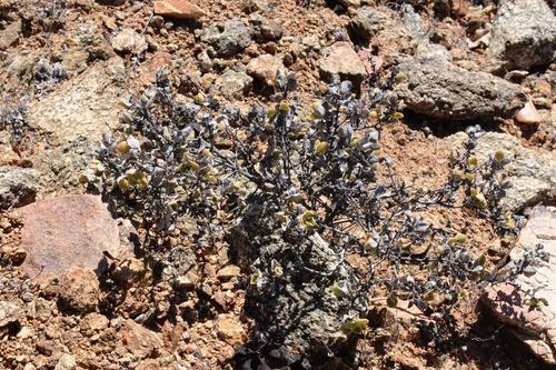 Mesembryanthemum sladenianum