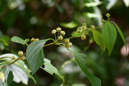 Lippia cardiostegia (Lippia cardiostegia)