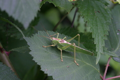 Tettigonia viridissima