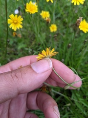 Scorzoneroides autumnalis