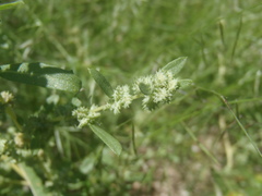 Atriplex elegans