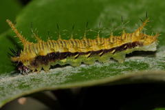 Pseudacraea lucretia expansa