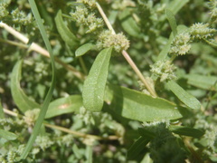Atriplex elegans