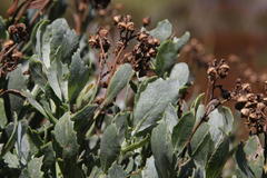 Senecio halimifolius