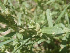 Atriplex elegans