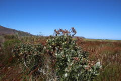 Senecio halimifolius