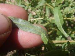 Atriplex elegans