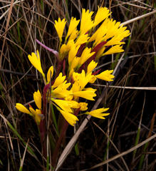 Cyrtanthus breviflorus