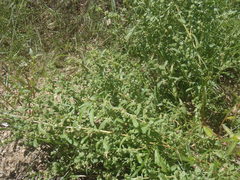 Atriplex elegans