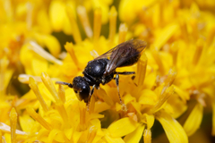 Hylaeus