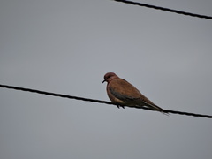 Streptopelia senegalensis