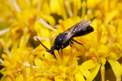 Hylaeus