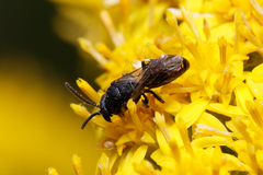Hylaeus