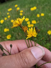 Scorzoneroides autumnalis
