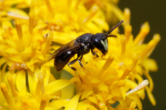 Hylaeus