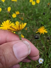 Scorzoneroides autumnalis