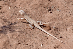 Acanthodactylus