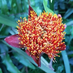 Scadoxus puniceus