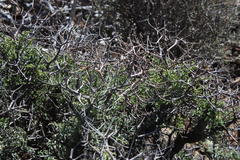 Pelargonium crithmifolium