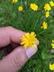 Scorzoneroides autumnalis