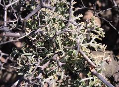 Pelargonium crithmifolium