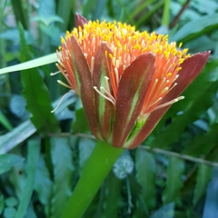 Scadoxus puniceus