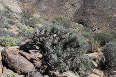 Pelargonium crithmifolium