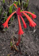 Cyrtanthus contractus