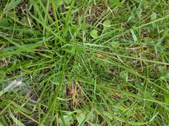 Scorzoneroides autumnalis